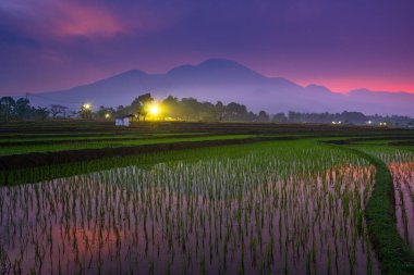Beautiful morning view indonesia Panorama Landscape paddy fields with beauty color and sky natural light