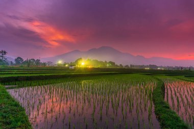 Beautiful morning view indonesia Panorama Landscape paddy fields with beauty color and sky natural light