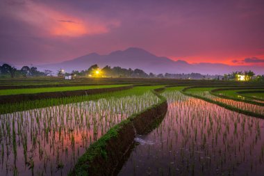 Beautiful morning view indonesia Panorama Landscape paddy fields with beauty color and sky natural light