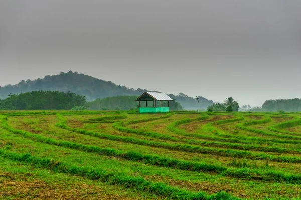 Beautiful Morning View Indonesia Panorama Landscape Paddy Fields Beauty Color — Stockfoto