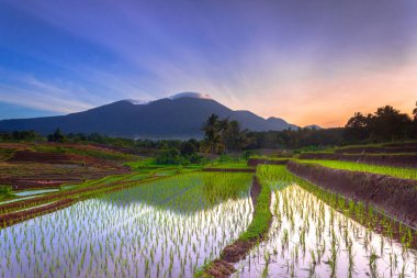 Beautiful morning view indonesia Panorama Landscape paddy fields with beauty color and sky natural light