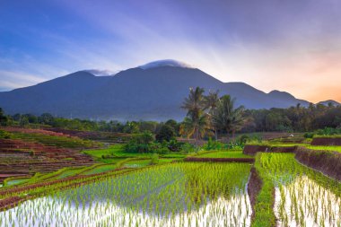 Beautiful morning view indonesia Panorama Landscape paddy fields with beauty color and sky natural light