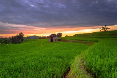 Beautiful morning view indonesia Panorama Landscape paddy fields with beauty color and sky natural light