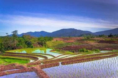 Beautiful morning view indonesia Panorama Landscape paddy fields with beauty color and sky natural light