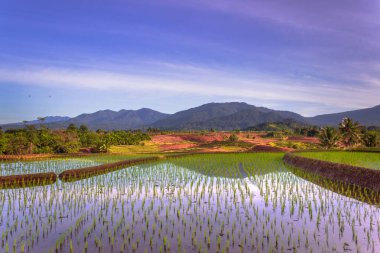 Beautiful morning view indonesia Panorama Landscape paddy fields with beauty color and sky natural light