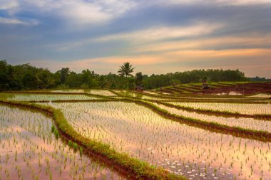 Beautiful morning view indonesia Panorama Landscape paddy fields with beauty color and sky natural light