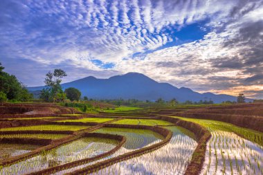 Beautiful morning view indonesia Panorama Landscape paddy fields with beauty color and sky natural light