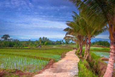 Beautiful morning view indonesia Panorama Landscape paddy fields with beauty color and sky natural light