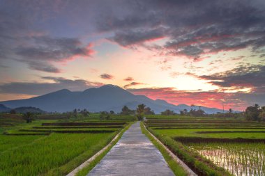 Beautiful morning view indonesia Panorama Landscape paddy fields with beauty color and sky natural light