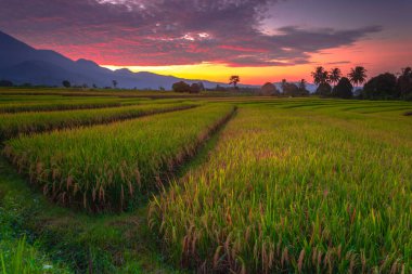 Beautiful morning view indonesia Panorama Landscape paddy fields with beauty color and sky natural light