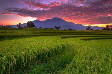 Beautiful morning view indonesia Panorama Landscape paddy fields with beauty color and sky natural light