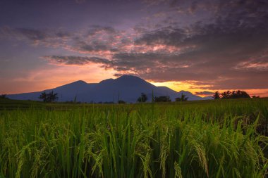 Beautiful morning view indonesia Panorama Landscape paddy fields with beauty color and sky natural light
