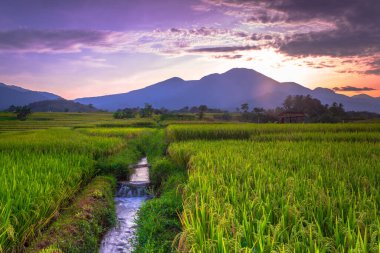 Beautiful morning view indonesia Panorama Landscape paddy fields with beauty color and sky natural light
