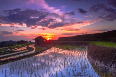 Beautiful morning view indonesia Panorama Landscape paddy fields with beauty color and sky natural light