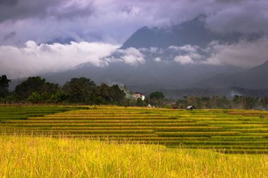 Beautiful morning view indonesia Panorama Landscape paddy fields with beauty color and sky natural light