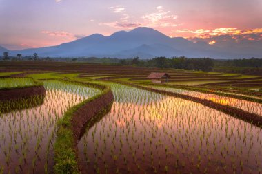 Beautiful morning view indonesia Panorama Landscape paddy fields with beauty color and sky natural light
