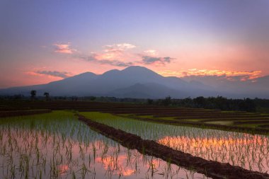 Beautiful morning view indonesia Panorama Landscape paddy fields with beauty color and sky natural light