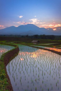 Beautiful morning view indonesia Panorama Landscape paddy fields with beauty color and sky natural light