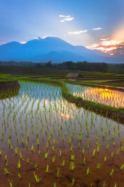 Beautiful morning view indonesia Panorama Landscape paddy fields with beauty color and sky natural light