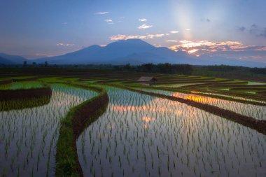 Beautiful morning view indonesia Panorama Landscape paddy fields with beauty color and sky natural light