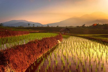 Beautiful morning view indonesia Panorama Landscape paddy fields with beauty color and sky natural light