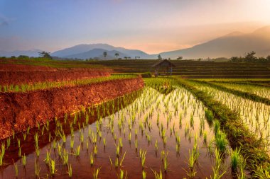 Beautiful morning view indonesia Panorama Landscape paddy fields with beauty color and sky natural light