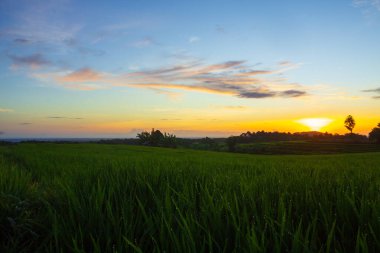 Beautiful morning view indonesia Panorama Landscape paddy fields with beauty color and sky natural light
