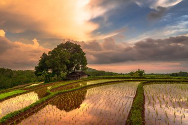 Beautiful morning view indonesia Panorama Landscape paddy fields with beauty color and sky natural light