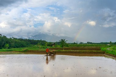 Beautiful morning view indonesia Panorama Landscape paddy fields with beauty color and sky natural light