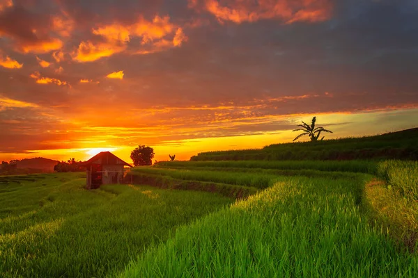 Beautiful Morning View Indonesia Panorama Landscape Paddy Fields Beauty Color — Zdjęcie stockowe