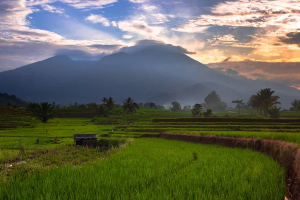 stock image Beautiful morning view indonesia Panorama Landscape paddy fields with beauty color and sky natural light