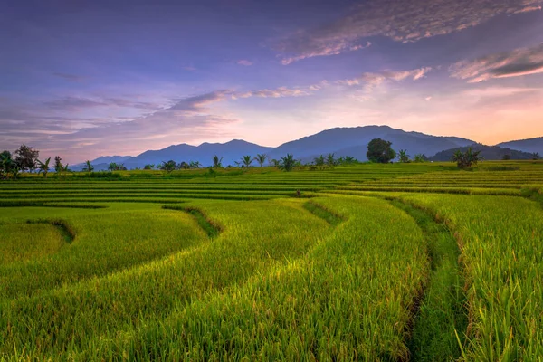 美丽的晨景全景全景水稻田美丽的色彩和天空的自然光 — 图库照片