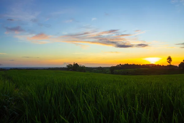 Прекрасний Вид Зранку Індонезія Панорама Пейзажні Поля Кольором Краси Небом — стокове фото