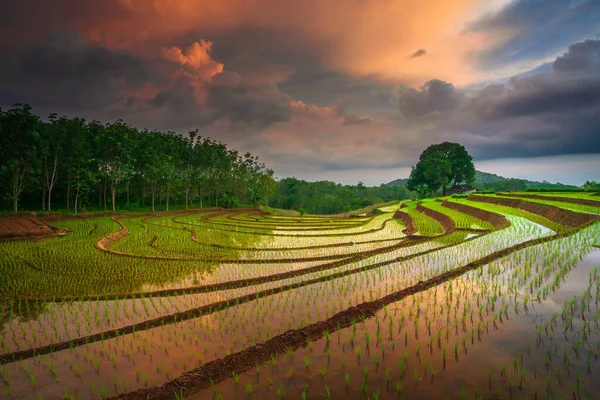 Beautiful Morning View Indonesia Panorama Landscape Paddy Fields Beauty Color — Stockfoto