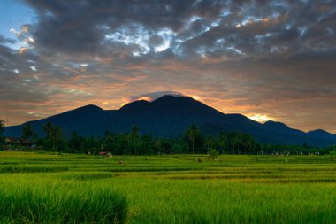 Beautiful morning view indonesia Panorama Landscape paddy fields with beauty color and sky natural light