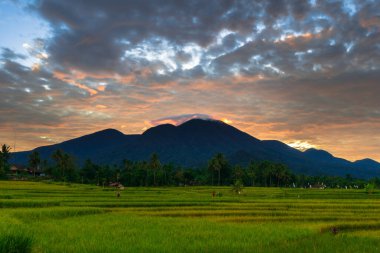 Beautiful morning view indonesia Panorama Landscape paddy fields with beauty color and sky natural light