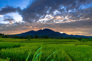 Beautiful morning view indonesia Panorama Landscape paddy fields with beauty color and sky natural light