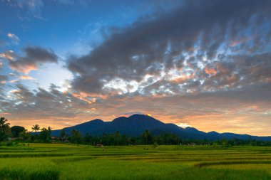 Beautiful morning view indonesia Panorama Landscape paddy fields with beauty color and sky natural light