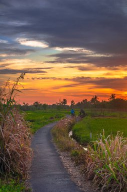 Beautiful morning view indonesia Panorama Landscape paddy fields with beauty color and sky natural light