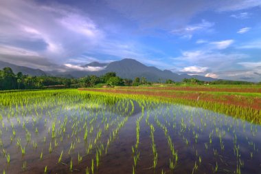 Beautiful morning view indonesia Panorama Landscape paddy fields with beauty color and sky natural light