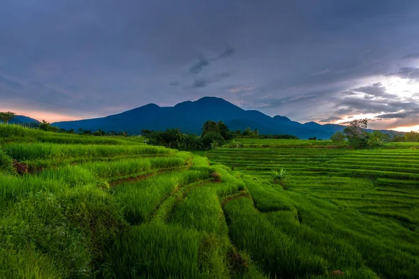 Beautiful Morning View Indonesia Panorama Landscape Paddy Fields Beauty Color — Foto de Stock