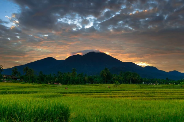 美しい朝の景色インドネシアパノラマ美しい色と空の自然光を持つ風景水田 — ストック写真