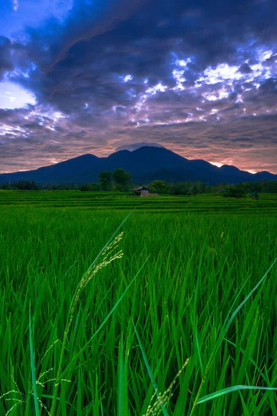 Beautiful Morning View Indonesia Panorama Landscape Paddy Fields Beauty Color — Stok Foto