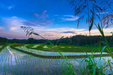 Beautiful morning view indonesia Panorama Landscape paddy fields with beauty color and sky natural light