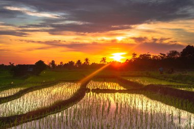 Beautiful morning view indonesia Panorama Landscape paddy fields with beauty color and sky natural light