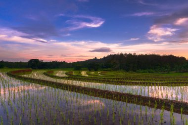 Beautiful morning view indonesia Panorama Landscape paddy fields with beauty color and sky natural light