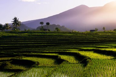 Beautiful morning view indonesia Panorama Landscape paddy fields with beauty color and sky natural light