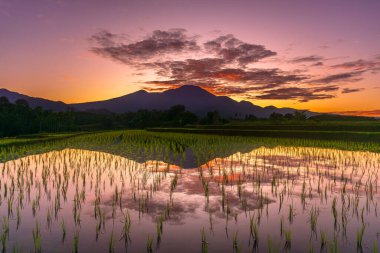 Beautiful morning view indonesia Panorama Landscape paddy fields with beauty color and sky natural light