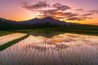 Beautiful morning view indonesia Panorama Landscape paddy fields with beauty color and sky natural light