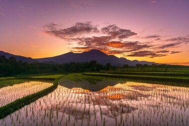 Beautiful morning view indonesia Panorama Landscape paddy fields with beauty color and sky natural light